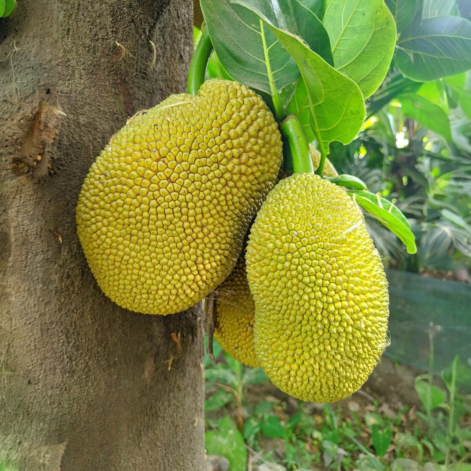 Jackfruit (Kathal) Grafted All-Year Fruit Live Plant(Artocarpus heterophyllus) for Garden